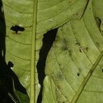 Notopleura capitata leaf picture by Nelson Zamora Villalobos (cc-by-nc)