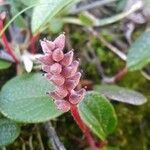 Salix reticulata flower picture by Pietro Brignoli (cc-by-sa)