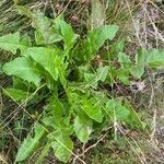 Taraxacum campylodes leaf picture by Julia Henning (cc-by-sa)