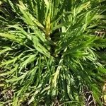 Plantago coronopus habit picture by Pierre Bonnet (cc-by-sa)