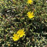 Launaea cervicornis flower picture by Collados Ana (cc-by-sa)