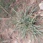 Plantago crassifolia habit picture by Theo DUQUESNE (cc-by-sa)