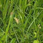 Carex otrubae leaf picture by Martin Bishop (cc-by-sa)