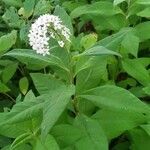 Lysimachia clethroides flower picture by Louise Fode (cc-by-sa)