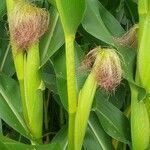 Zea mays fruit picture by Christian Rebert (cc-by-sa)