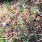 Eryngium spinalba habit picture by kafaktor (cc-by-sa)