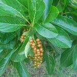 Citharexylum spinosum fruit picture by Stephanie Ronce (cc-by-sa)