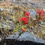 Castilleja fissifolia habit picture by Fabien Anthelme (cc-by-sa)