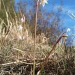 Acis autumnalis habit picture by Diego Nieto Lugilde (cc-by-sa)