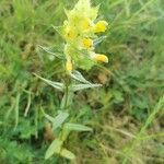 Rhinanthus minor flower picture by Iren Iren (cc-by-sa)