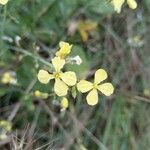 Brassica fruticulosa flower picture by Lionel PIVEAU (cc-by-sa)