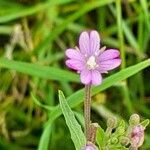 Epilobium obscurum flower picture by Robin Rearahinagh (cc-by-sa)