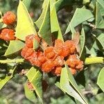 Jodina rhombifolia fruit picture by Trap Hers (cc-by-sa)