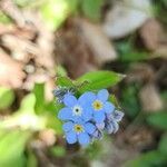 Myosotis sylvatica habit picture by Daniel Fahrni (cc-by-sa)