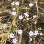 Gypsophila bermejoi flower picture by Diego Alex (cc-by-sa)