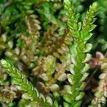 Selaginella denticulata flower picture by Emmanuel Cosson (cc-by-sa)