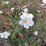 Cistus clusii flower picture by Zornoza Carlos (cc-by-sa)