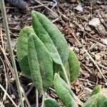 Eriogonum racemosum leaf picture by Nate Cardozo (cc-by-sa)