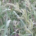 Setaria pumila habit picture by Jean-François Baudin (cc-by-sa)