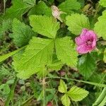 Rubus arcticus leaf picture by Bela Borbely (cc-by-sa)