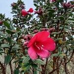 Tibouchina grossa flower picture by Gabriel OLLIVIER (cc-by-sa)