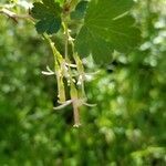 Ribes missouriense flower picture by karen karen (cc-by-sa)