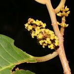 Otoba novogranatensis flower picture by Nelson Zamora Villalobos (cc-by-nc)