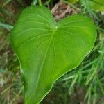 Alocasia cucullata leaf picture by Stevens Perry (cc-by-sa)