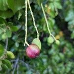 Prunus ilicifolia fruit picture by Johnny Poppyseed (cc-by-sa)