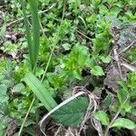 Stellaria neglecta habit picture by laurent boniface (cc-by-sa)