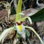 Maxillaria endresii flower picture by SINAC Pérez Greivin (cc-by-sa)