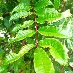 Zanthoxylum caribaeum leaf picture by Baptiste Elio (cc-by-sa)