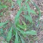 Centaurea nigra leaf picture by Sergio-OMA (cc-by-sa)