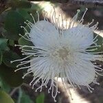 Eugenia buxifolia flower picture by Hugo SANTACREU (cc-by-sa)