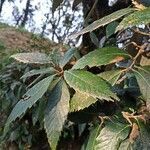 Quercus glauca leaf picture by jivitesh kohli (cc-by-sa)