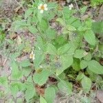 Bidens pilosa fruit picture by Espinoza-Zevallos Marco Elías (cc-by-sa)