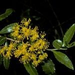 Azara lanceolata flower picture by Daniel Barthelemy (cc-by-nc)