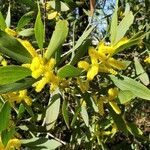 Acacia longifolia flower picture by Lauren Hollowsy (cc-by-sa)