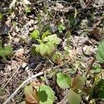 Ribes triste leaf picture by Danielle Mccloy (cc-by-sa)