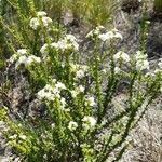 Acantholippia seriphioides habit picture by Trap Hers (cc-by-sa)