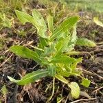 Calendula arvensis leaf picture by garcia urkia (cc-by-sa)