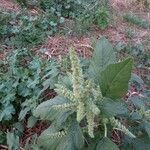 Amaranthus viridis fruit picture by jay jay (cc-by-sa)