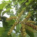 Clethra mexicana fruit picture by SINAC Pérez Greivin (cc-by-sa)