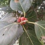 Ficus benghalensis fruit picture by afftab afftab (cc-by-sa)