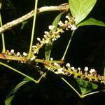 Paullinia pinnata flower picture by Nelson Zamora Villalobos (cc-by-nc)