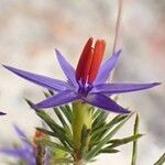 Calectasia narragara flower picture by Jordan Milan (cc-by-sa)