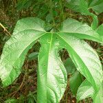 Gurania lobata leaf picture by R. Tournebize (cc-by-sa)