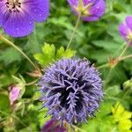 Echinops bannaticus flower picture by Marie Aubert (cc-by-sa)