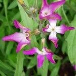 Matthiola longipetala flower picture by jos Og (cc-by-sa)