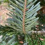 Abies nordmanniana leaf picture by Krampl Tomáš (cc-by-sa)